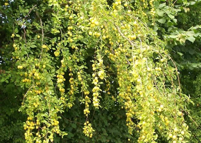 ベッド・アンド・ブレックファスト Les Rhodos